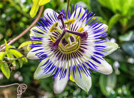 7 Plantes Grimpantes Qui Poussent Vite Pour Les Jardiniers Les Plus Presses Plante Grimpante Passiflore Plante Pour Dormir