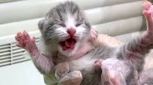 The surest way to tell the difference between a male and female cat is by examining the cat's physical features below its tail. Newborn Kitten Gender Novocom Top