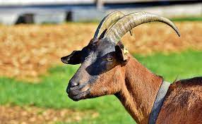 We did not find results for: To Dream About Billy Goat Meaning And Symbolism Dream Glossary And Dictionary
