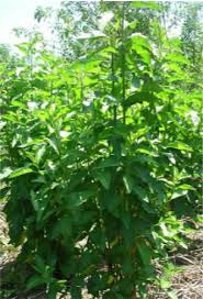 Image result for Vernonia amygdalina