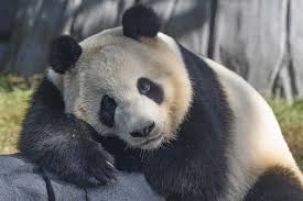 Image result for pandas