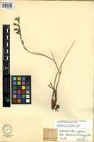 Image result for Gladiolus unguiculatus