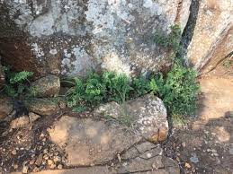 Image result for Cheilanthes quadripinnata