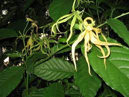 Klasifikasi bunga kenanga menurut adalah sebagai berikut 2018. Pokok Bunga Kenanga Wikipedia Bahasa Melayu Ensiklopedia Bebas