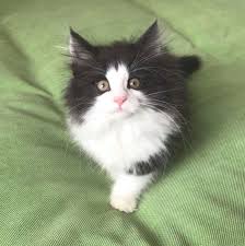 Pin By Msite Palomar Sese On Kittens In 2021 Norwegian Forest Cat Beautiful Cats Cat Having Kittens