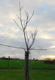 • training develops a strong tree structure that can support heavy crops without limb breakage. Training Trees Fao