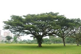 Image result for Samanea saman