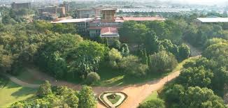 Image result for Ochna pretoriensis