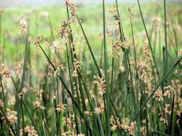 Image result for Schoenoplectus muriculatus