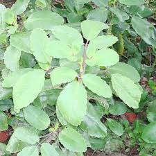 Image result for Bryophyllum