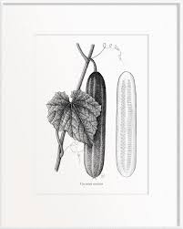 Image result for Cucumis sativus