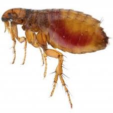 The result was that tebufenozide was granted temporary registration for control of forest and woodland pests, including spruce budworm, in 1996, and full registration in 2006. Am Pest Control Gloucester Monmouth Ross On Wye And The Surrounds