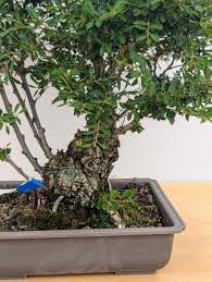 Image result for Ulmus parvifolia