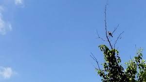 Pronostican cielo despejado para este viernes