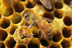 Call us for emergency service Bee Catchers Inc Safe And Humane Bee Removal Services