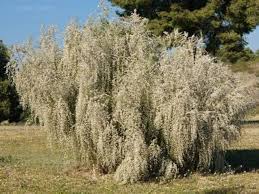 Image result for Retama monosperma