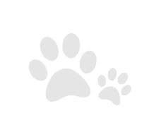 We did not find results for: Pets At Peace Nj Overview