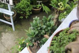 Di taman minimalis ini kita menanam berbagai tanaman, mulai dari bunga dan tanaman daun. Sejuk Tangan Dia Ini 9 Rahsia Taman Herba Belakang Rumah Teres Lot Tengah Subur Menghijau Mingguan Wanita