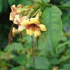 Image result for Strophanthus amboensis