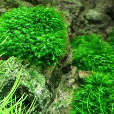 Fissidens Fontanus Phoenix Moss Aquascape Nano Aquarium Aquatic Plants