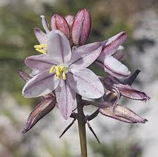 Image result for Drimia elata