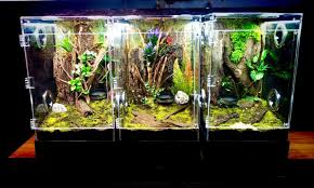 Arboreal Tarantula Enclosures With Lights And Setup Tarantula Enclosure Tarantula Terrarium