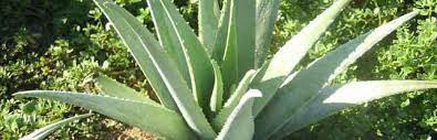 Rüzgar çiçeğimizi salladığı için bitkinin sapında oynamalar ve toprağın köküne hava akımın girmesine sebep vermektedir. Aloe Vera Bitkisi Yetistirme Bakimi Cogaltma Ucretsiz Fide Plant Home
