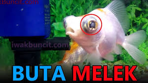 Maybe you would like to learn more about one of these? 2 Penyebab Mata Ikan Mas Koki Buta Yang Wajib Kamu Waspadai