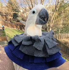 Birds Of The Same Feather Are The Same Birds Heavy Feather Plucking Benefits From A Bird E Collar That Features Thick Layers Of Fleece To Offer A Comfortable Barrier Betw African Grey Bird Care Wild Birds