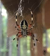 Because there are so many different species of orb weavers, they differ in colour shape and size. Gorgeous Orb Weaver Central Nc Spiders