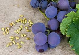 Image result for Vitis vinifera