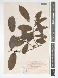 Image result for Bridelia atroviridis