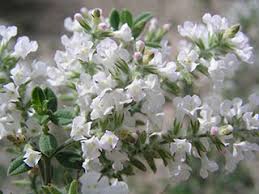 Image result for Bewsia