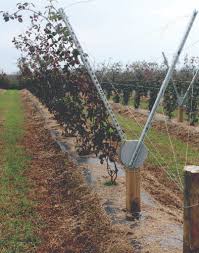 Gierengers in edgerton, kan,.—$2 field picking pass required for everyone 2 and older. Blackberries Use Separates Fruiting Vegetative Walls Fruit Growers News