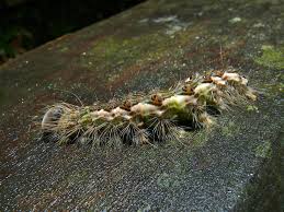 File Moth Caterpillar Id 8417932660 Jpg Wikimedia Commons