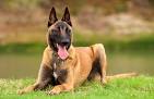 Belgian Malinois Puppies For Sale - AKC PuppyFinder