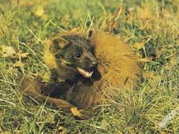 Image result for kuna lesní obrázky