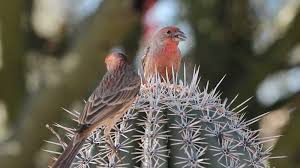 Free learning resources for students covering all major areas of biology. Adaptation Definition Examples Facts Britannica