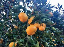 Xie shan tree, satsuma mandarin citrus (excludes: It S Satsuma Time In Louisiana