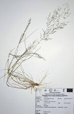 Image result for Eragrostis aspera