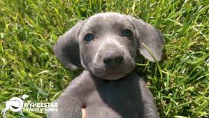 At times we may only have a few weimaraner available so we do hope you check. Price And Faqs Owyheestar Weimaraner S News