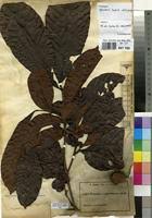 Image result for Eriocoelum