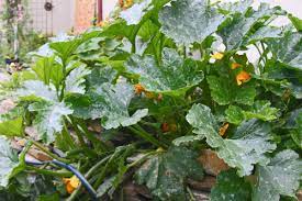 Wildflower cafe, at 1604 g st. How To Stuff A Wild Zucchini Life In A Skillet Food Family Culture