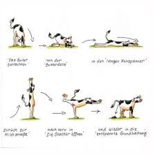 Large collections of hd transparent yoga clipart png images for free download. 14 Kuhl Ideen Kuhe Lustige Bilder Lustige Kuhe