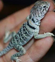 76 Lizards Ideas In 2021 Cute Reptiles Reptiles Reptiles And Amphibians