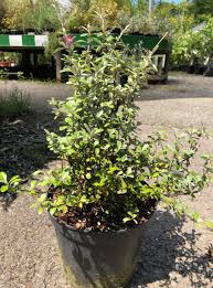 Evergreen shrubs and trees known as arborvitae are common in chicago and an inexpensive plant for sunny gardens and yards. Buy Corokia Geenty S Ghost Hedging Plants At Trevena Cross