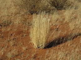 Image result for Stipagrostis uniplumis