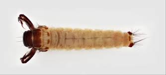 Image result for Brachythrix