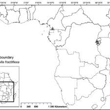 Image result for Kylicanthe rohrii