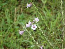 Image result for Sopubia lanata